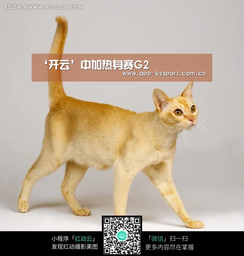 ‘开云’中加热身赛G2